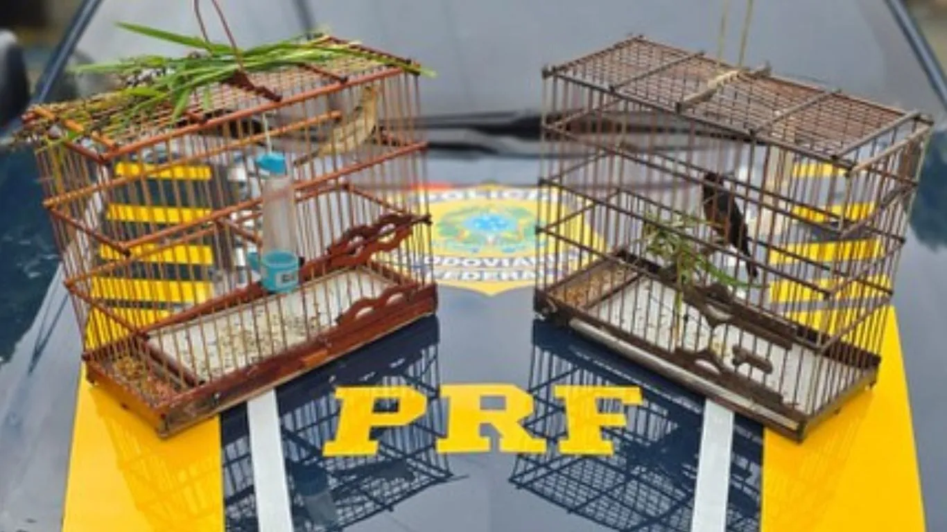 Os policiais constataram que as aves não possuíam anilhas de identificação
