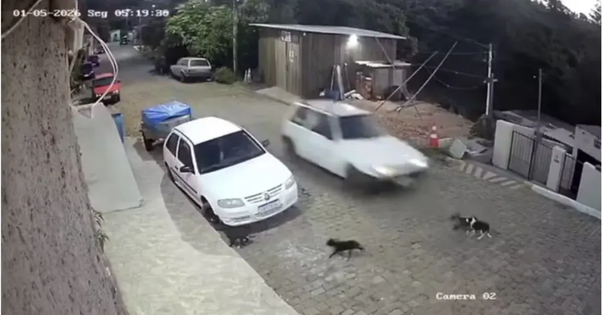 Homem é preso em Encruzilhada do Sul após investigação da Polícia Civil revelar, por meio de áudios, a confissão de atropelamento intencional e morte de dois cães.