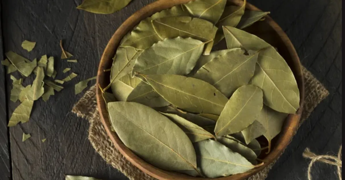 As folhas de louro podem atrair prosperidade e proteção.