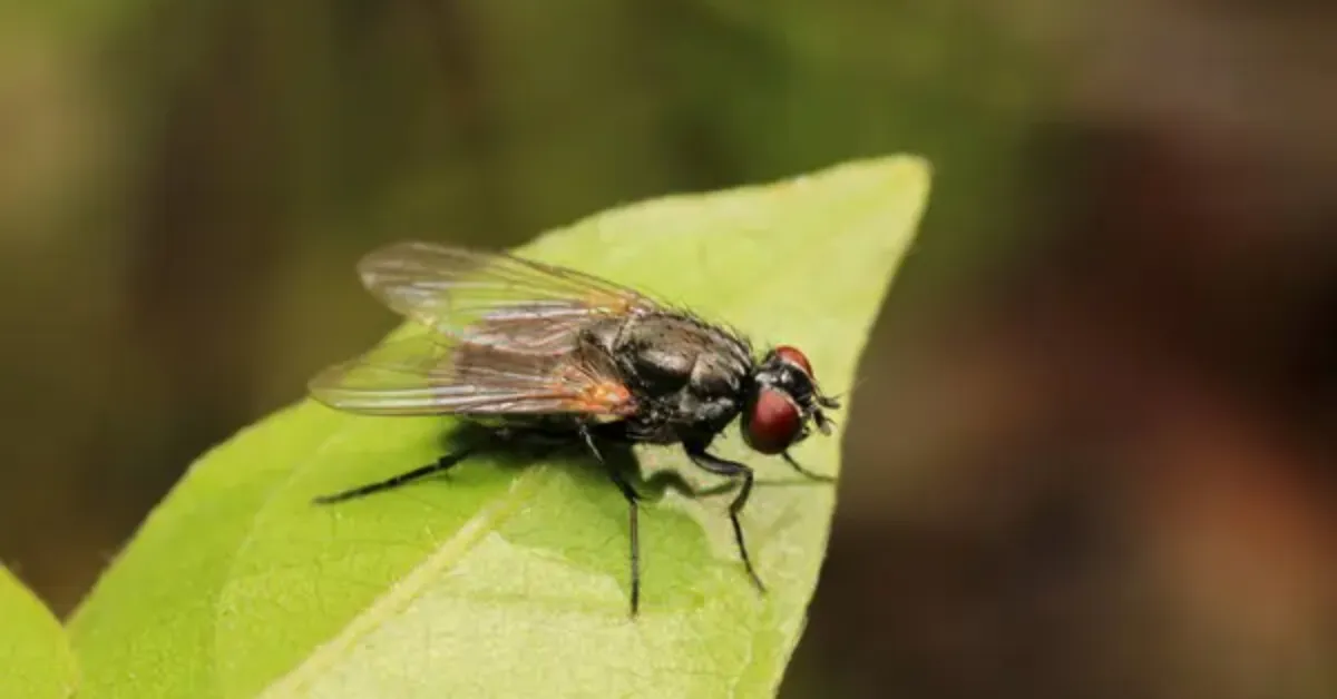 Moscas se proliferam com mais facilidade no calor e podem transmitir microrganismos para alimentos e superfícies