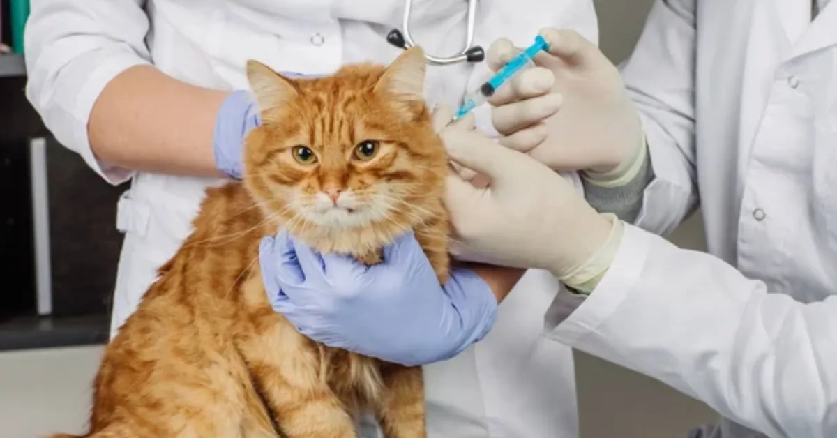 Ação Animal da Prefeitura de Belém oferece atendimento veterinário gratuito para cães e gatos em comunidades da capital.