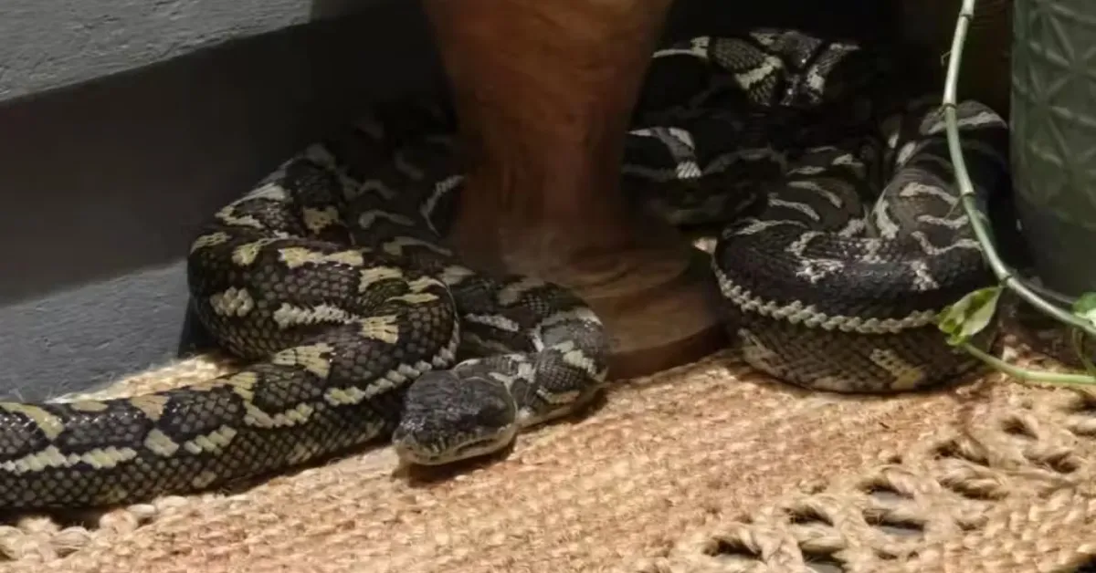 Píton-carpete, espécie não venenosa comum na Austrália, surpreendeu moradora ao invadir quarto durante a madrugada.
