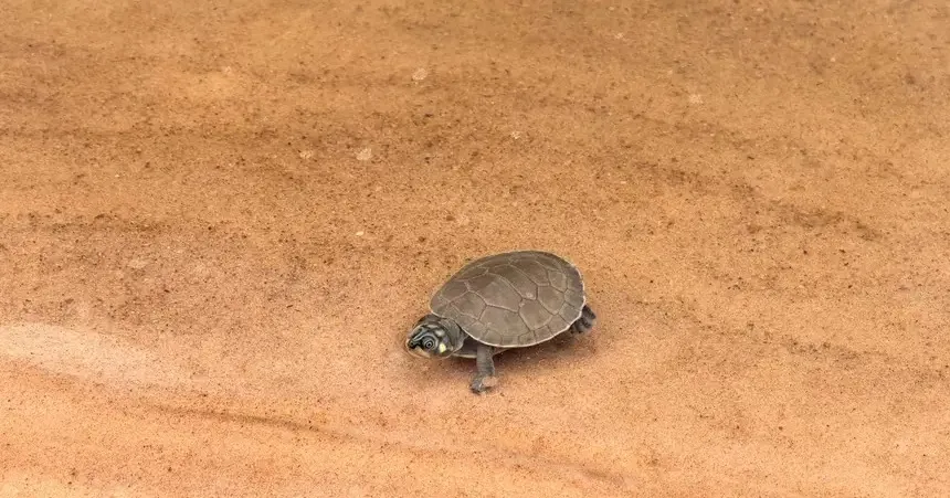 Soltura de Quelônios no Refúgio Tabuleiro do Embaubal