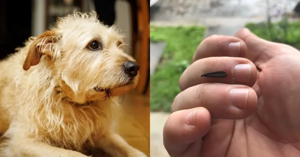 A combinação entre curiosidade natural dos cães e grande quantidade de insetos transforma uma situação aparentemente inofensiva em potencial emergência.