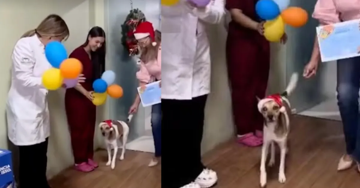 Após a alta, Gabriel foi encaminhado para o abrigo, onde permanece sob acompanhamento veterinário.