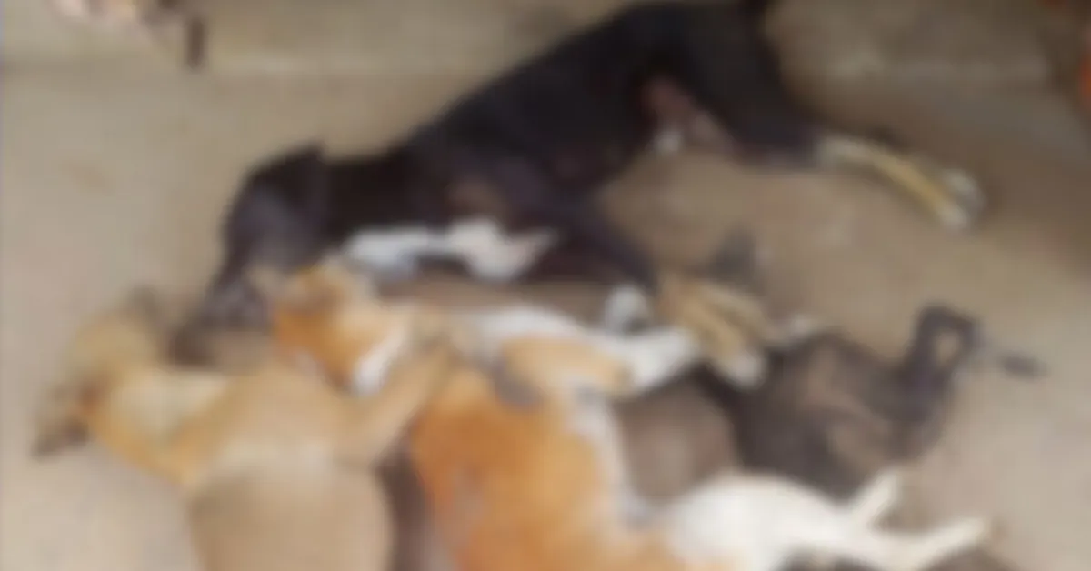 De acordo com o relato, os animais apresentaram sinais semelhantes antes de morrer, o que reforça a suspeita de envenenamento