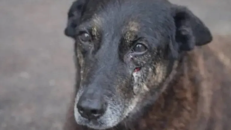 Espancamento que havia sido divulgado seria uma fake news