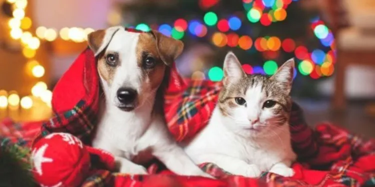 As mudanças de ambiente e o fluxo aumentado de pessoas também afetam o comportamento dos pets.