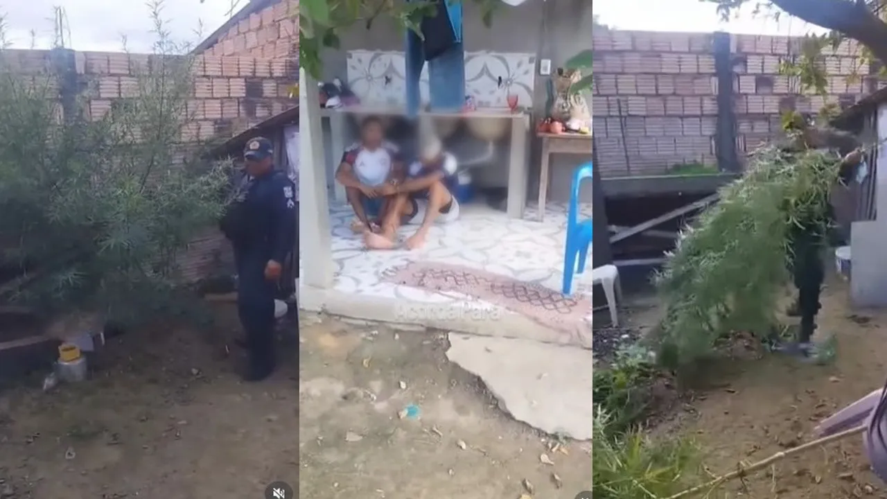 Os detidos responderam que utilizariam a “folha” para fins medicinais, versão contestada pelos militares no local.