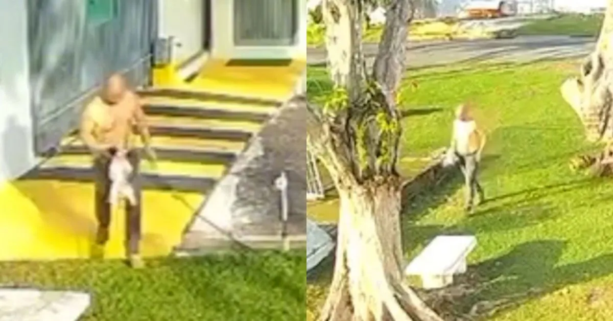 Cachorro foi resgatado em Belém após ser vítima de maus-tratos cometidos pelo próprio tutor. O caso encaminhado à DEMAPA.