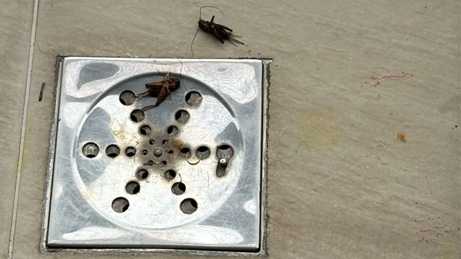 Belém enfrenta aumento de grilos e insetos em residências devido às chuvas.