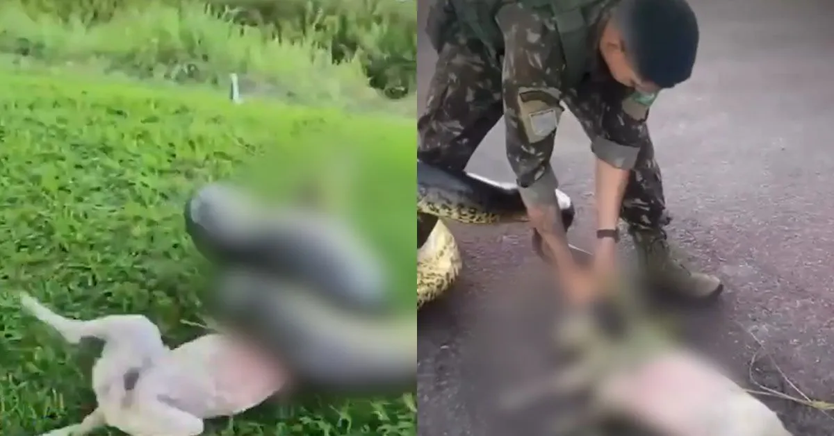 Vídeo mostra o momento em que uma sucuri ataca um cachorro no sudoeste do Pará.