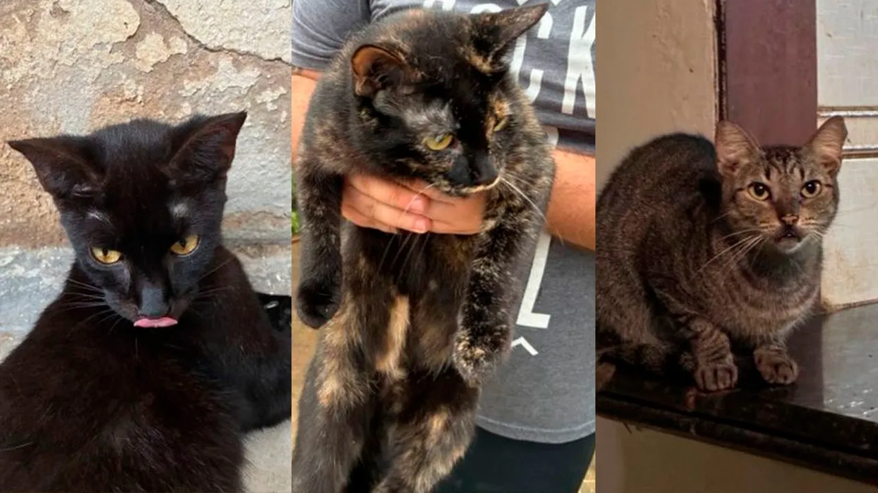 Os gatos estão sendo cuidados por voluntários e precisam de lares fixos.