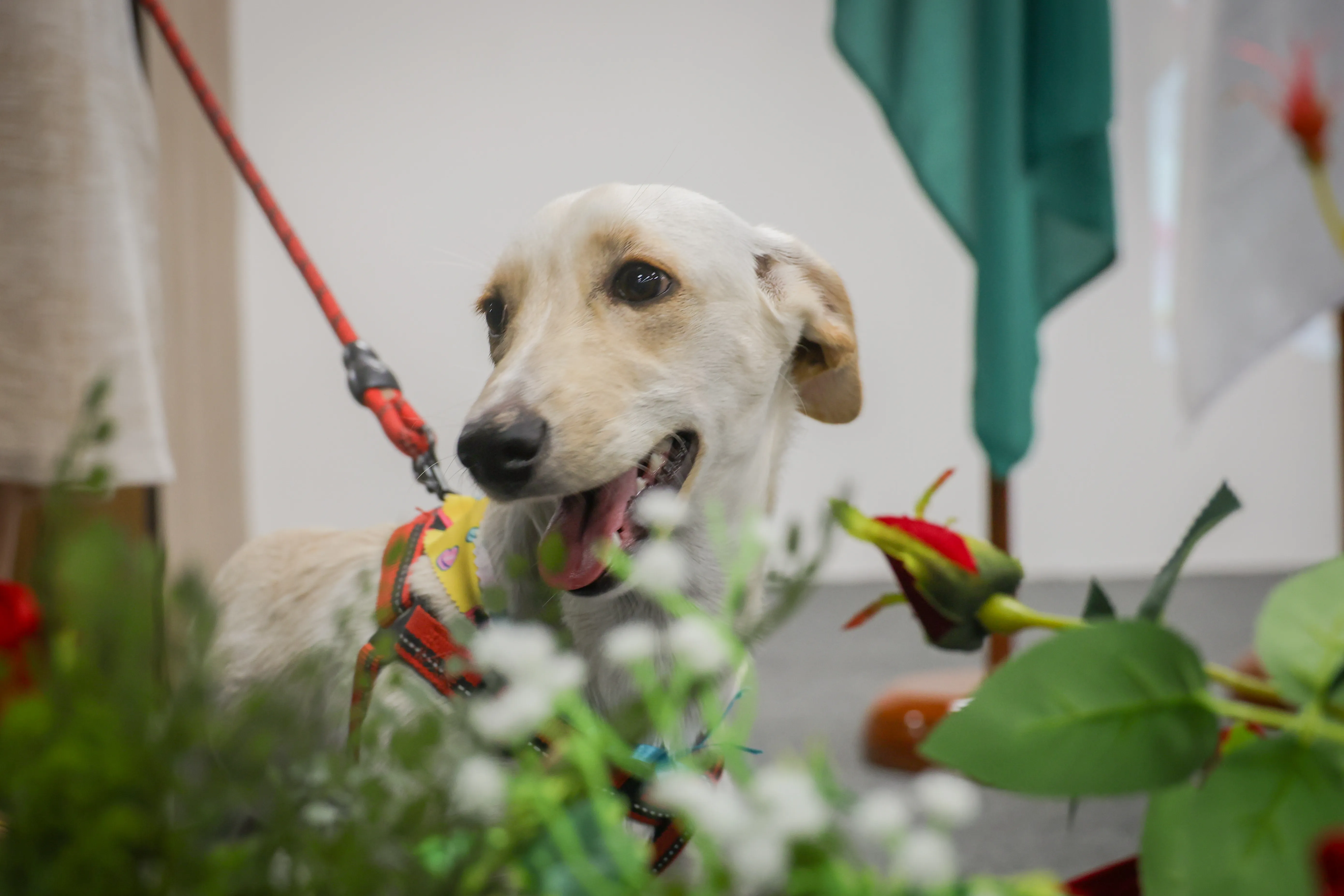 Belém Animal: programação reunirá dezenas de tutores e famílias interessadas em oferecer um novo lar para animais resgatados, além de disponibilizar serviços gratuitos de vacinação antirrábica.