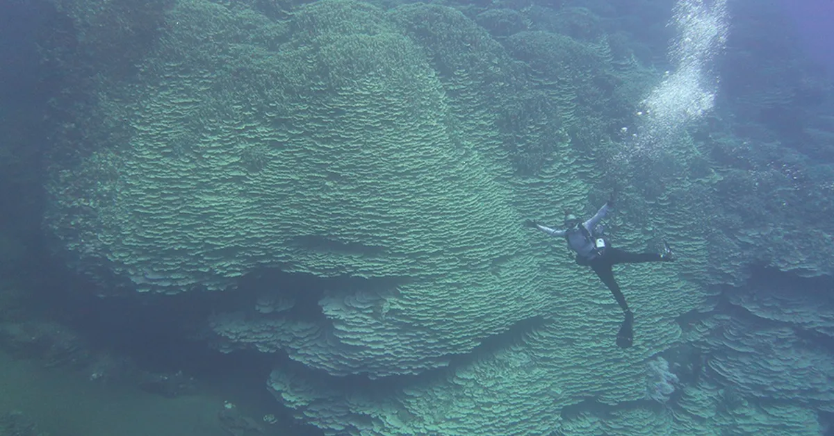 Coral milenar impressiona cientistas ao atingir tamanho equivalente a quatro ônibus e sobreviver por mais de 2 mil anos