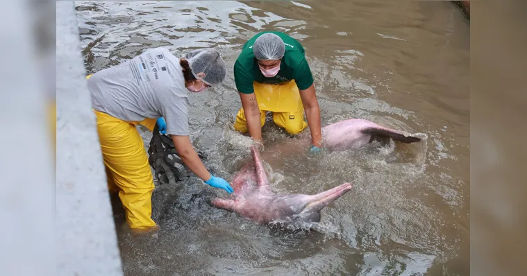 O boto-cor-de-rosa foi resgatado, mas apresentava escoriações pelo corpo e baixo peso.
