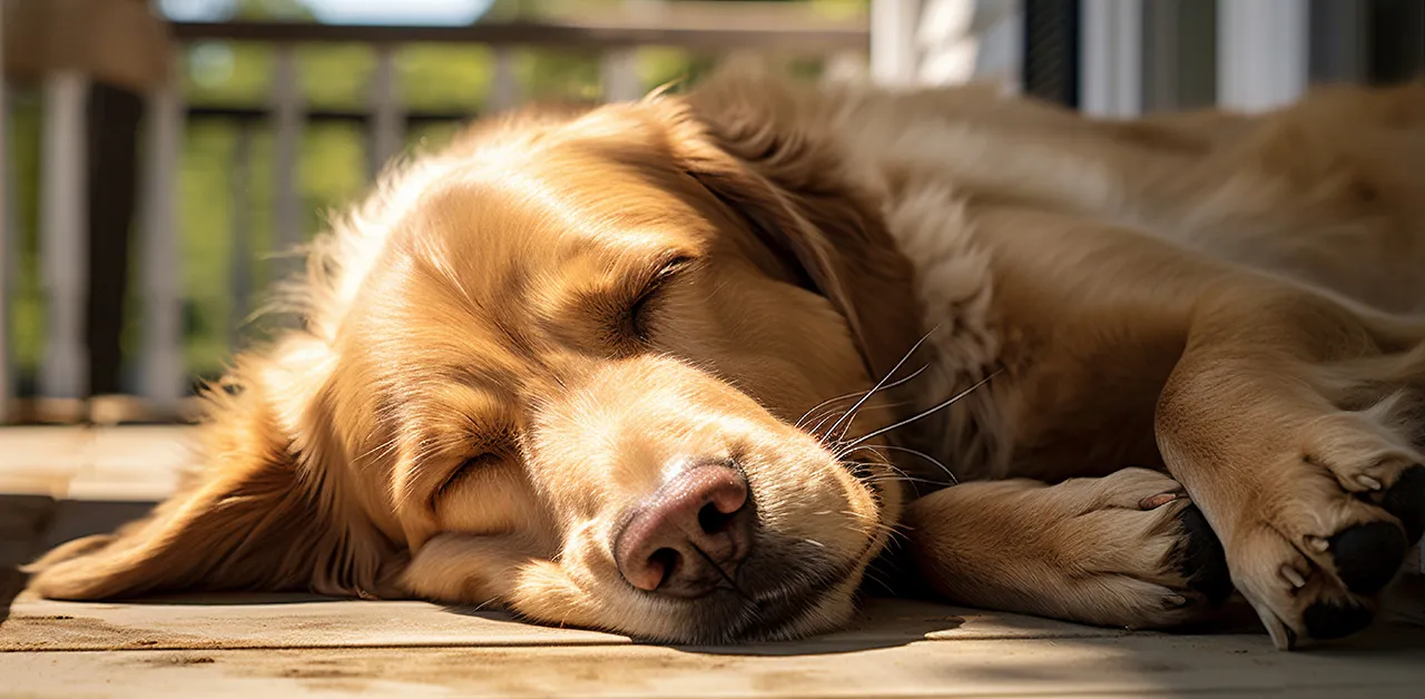 Cachorros gostam de tomar sol: descubra as razões por trás desse comportamento, seus benefícios e os cuidados.
