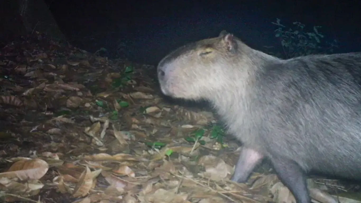 Animal resgatado recebe atendimento médico no Hospital Veterinário da Universidade Estácio.