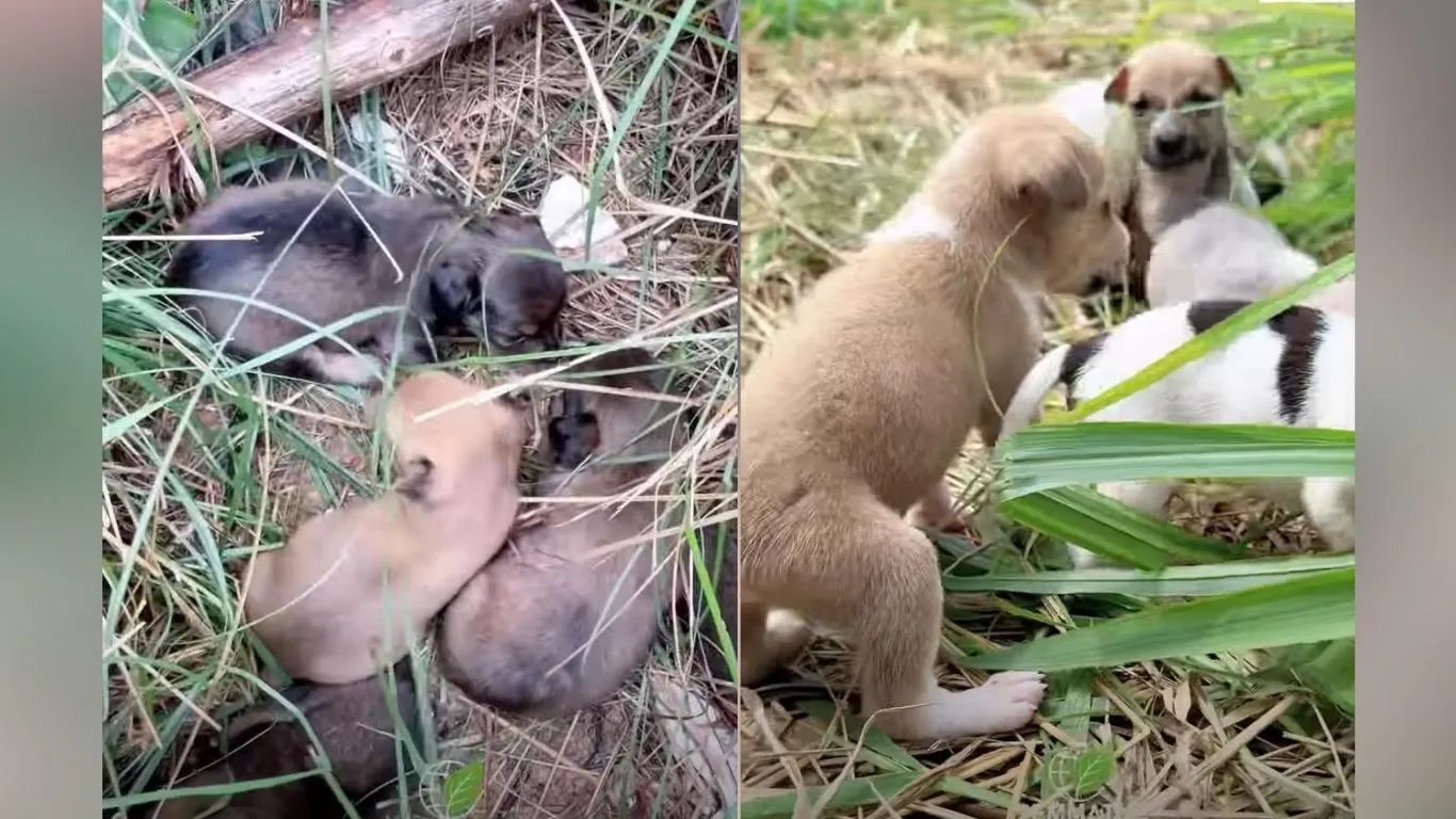 Filhotes resgatados estão disponíveis para adoção