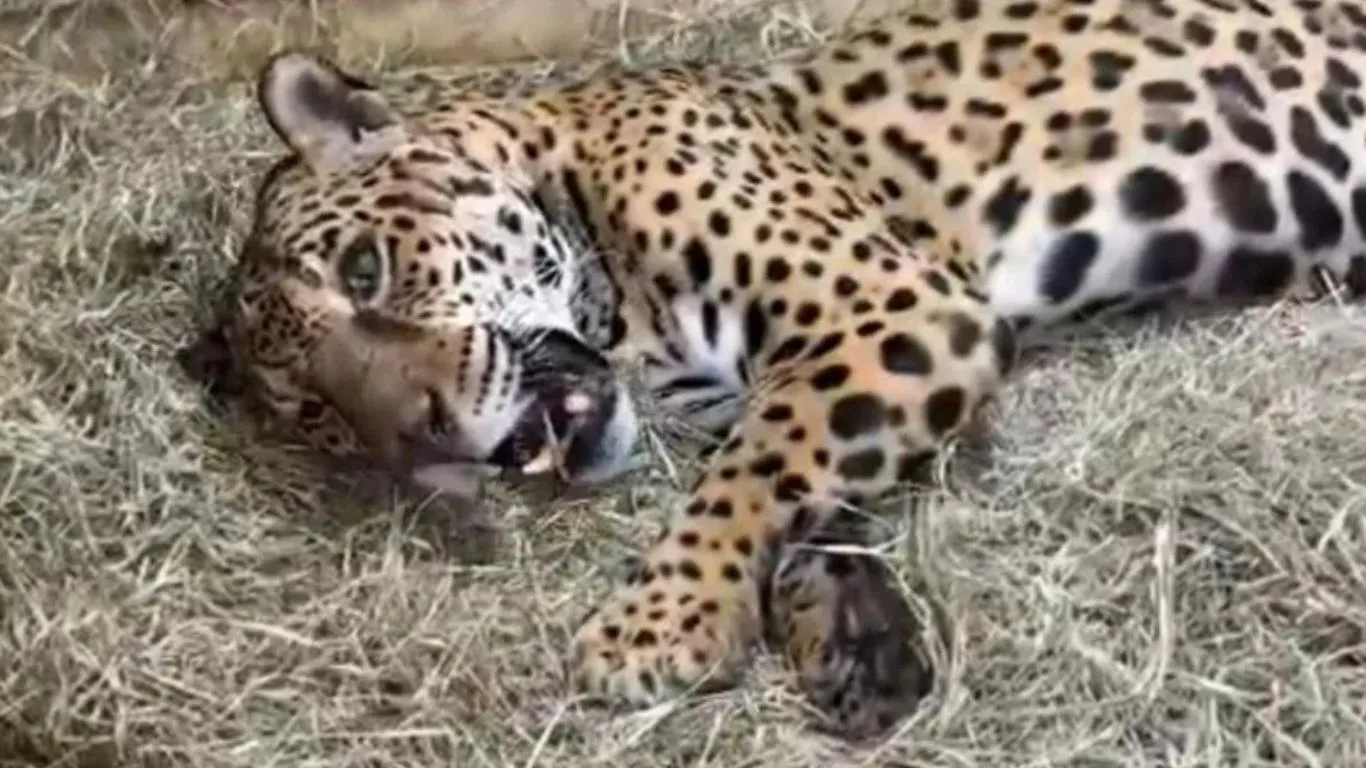 Nascido nas matas paraenses, Jack teve uma longa jornada por instituições de preservação no Piauí, Alagoas e Minas Gerais antes de chegar a Sorocaba em 2023.