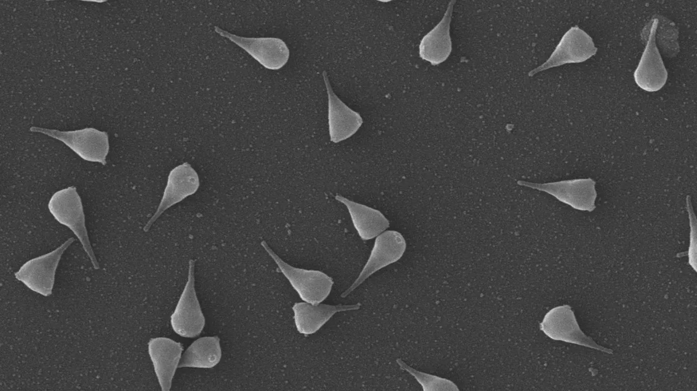 Imagem microscópica do Naiavírus