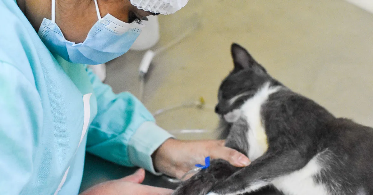 A primeira Clínica Veterinária Municipal de Triagem de Belém será totalmente gratuita.