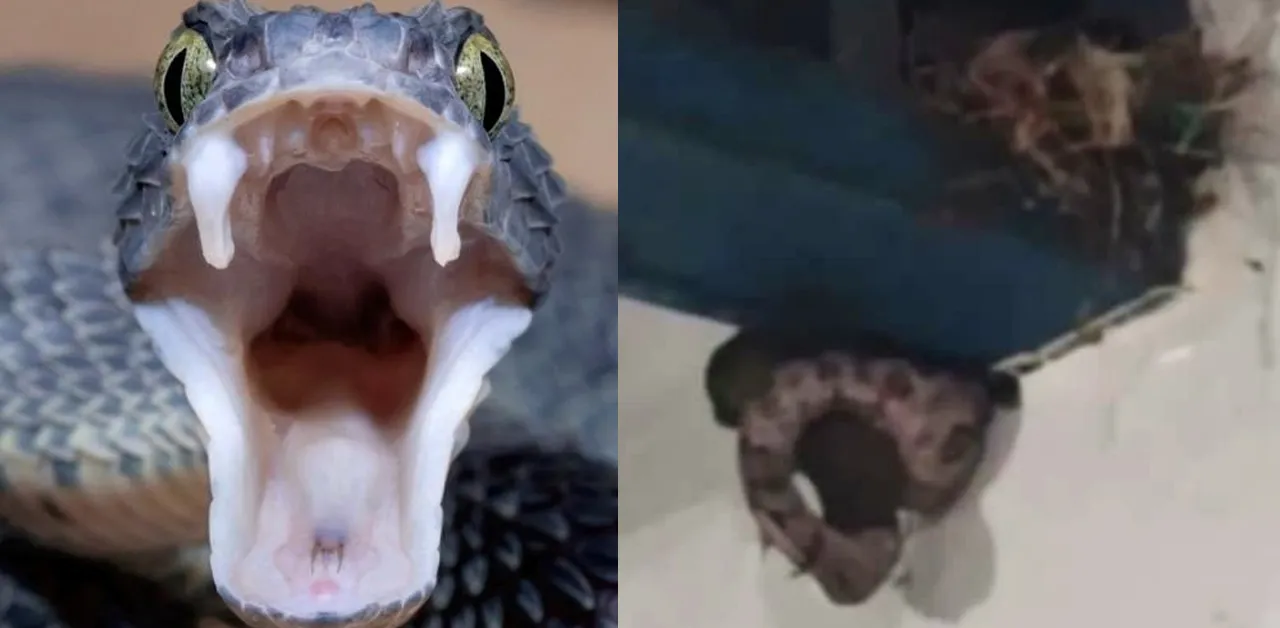 Imagens compartilhadas nas redes sociais mostram a cobra atacando um pássaro dentro de um ambiente escolar,