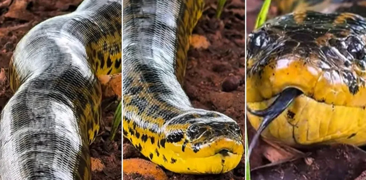 Sucuri gigante é flagrada em momento surpreendente no Pantanal. Veja o vídeo!