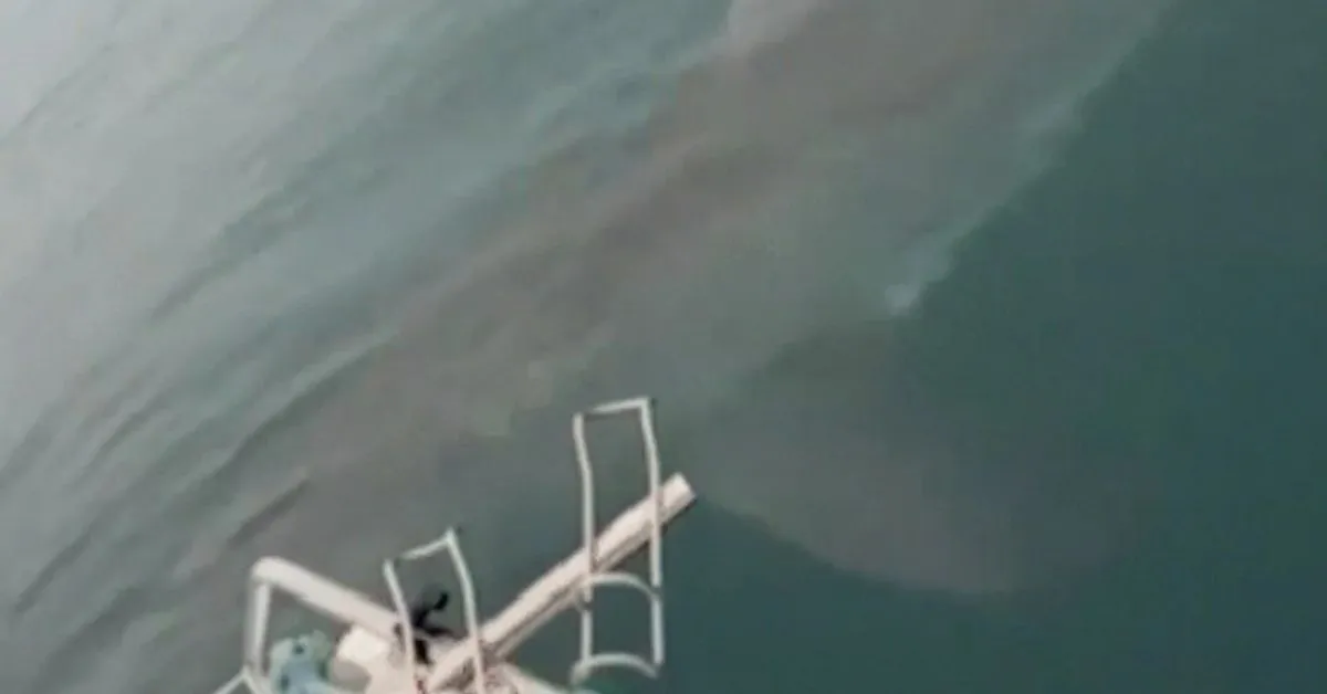 O tubarão-branco cercou o barco dos pescadores