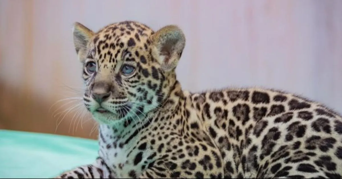 Ao final da votação, que contou com mais de 28 mil votos, o nome vencedor teve a preferência de 56% do público.