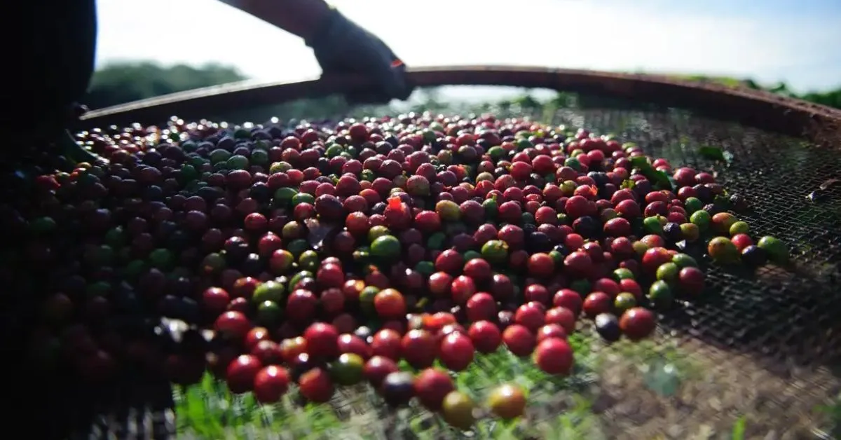 Após chegar ao Brasil pelo Pará, o café se tornou um pilar da economia nacional, influenciou a política, a urbanização e a construção de ferrovias.