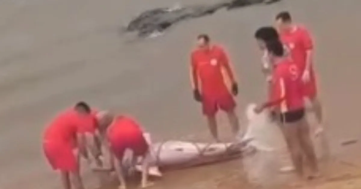 Equipes do Corpo de Bombeiros realizaram o resgate do mamífero.