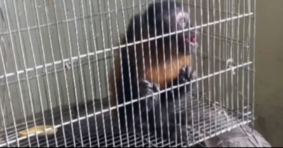 Macaco invadia residências na região e deixava rastro de desordem.