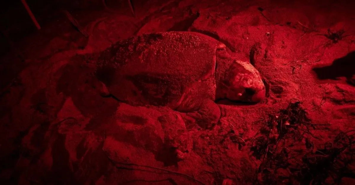 O animal marinho é monitorado pelo Projeto Tamar