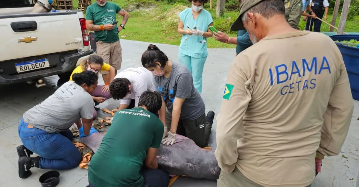 Boto-fêmea sendo atendida pelos veterinários do Ibama