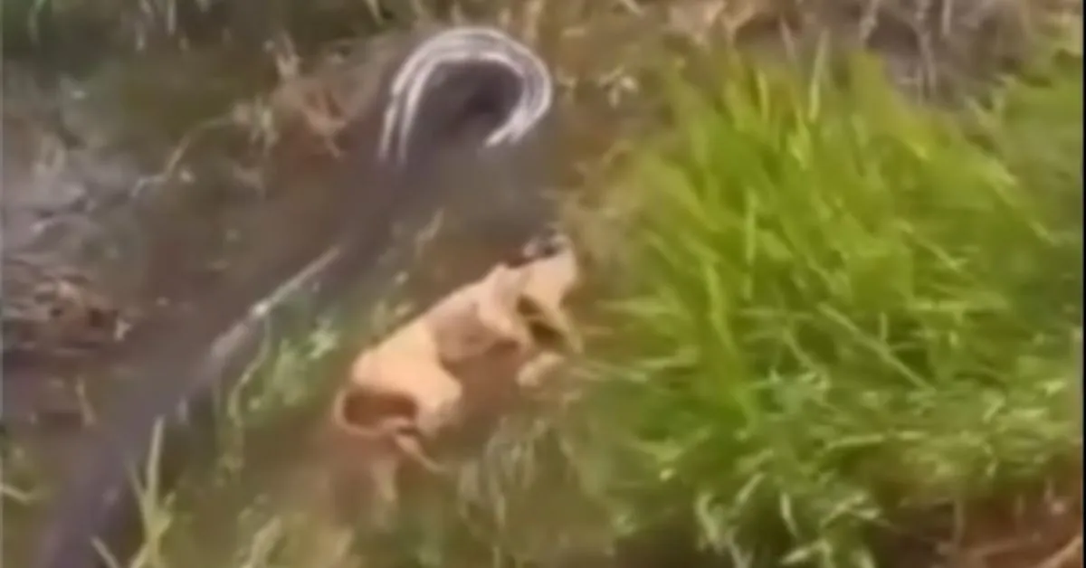 Cachorro foi capturado pela grande sucuri