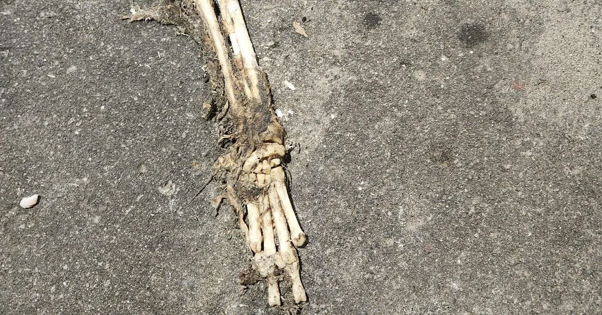 Ossada encontrada pelos clientes do bar