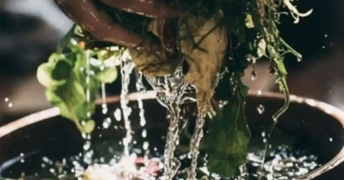 Rituais simples com plantas podem simbolizar deixas de velhas energias e acolher o novo