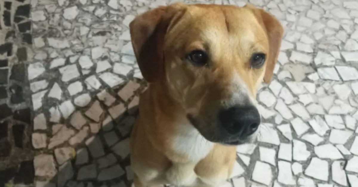 Caramelo acabou adotado após a tentativa de afogamento.