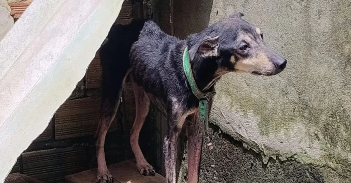 Campanhas de conscientização, fiscalização e medidas de proteção fazem parte da estratégia para garantir respeito aos direitos dos bichos.