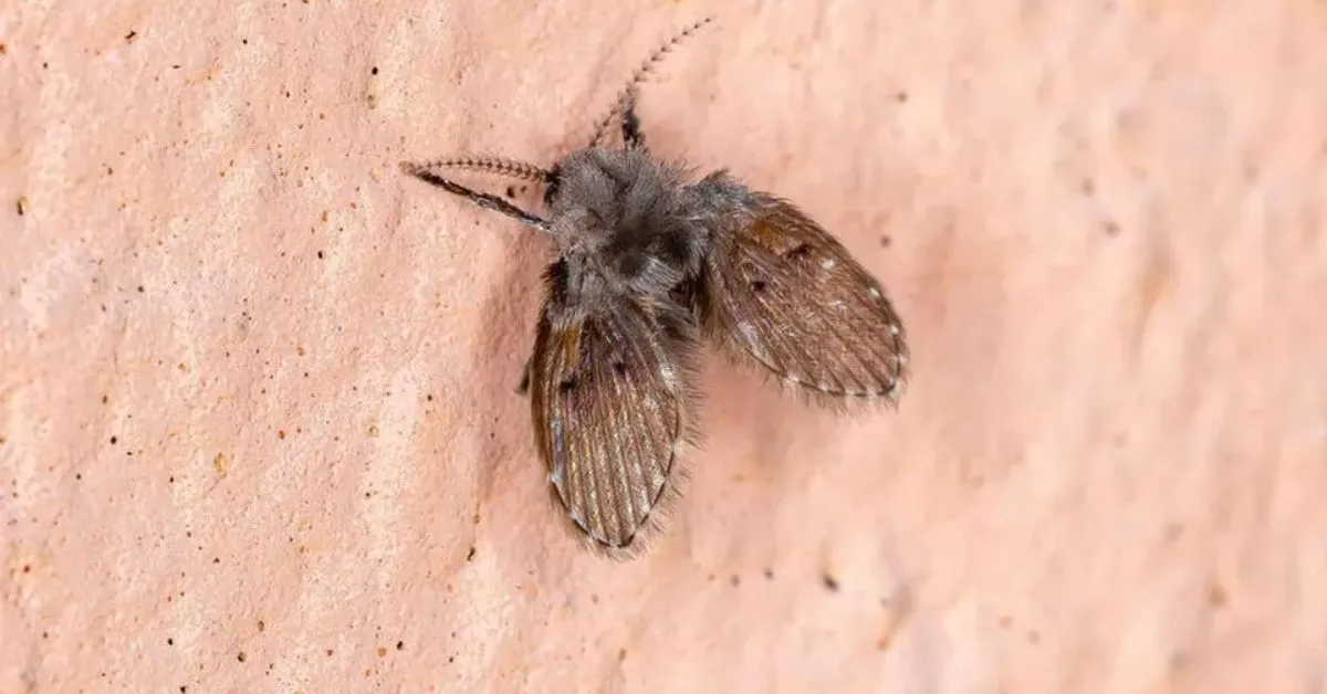 Pequenos cuidados diários fazem grande diferença no controle desses insetos domésticos.