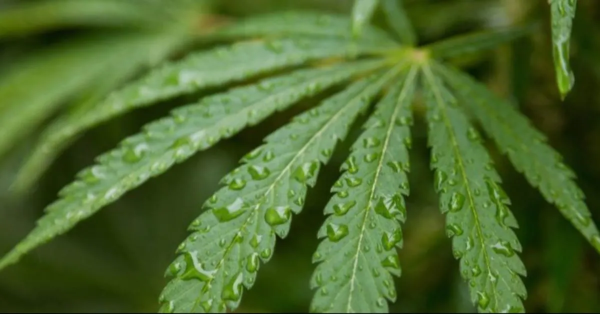 O debate de novas regras acontece diante do cenário de crescimento acelerado do consumo.