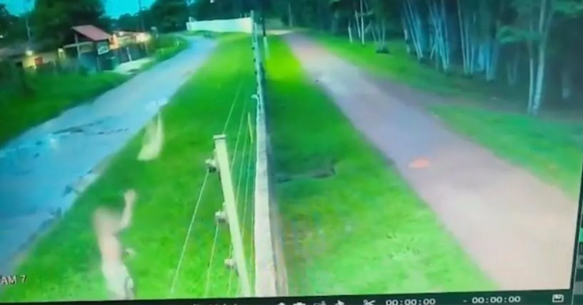 Câmeras de segurança flagram homem chegando com uma cadelinha nas mãos e arremessando o animal.