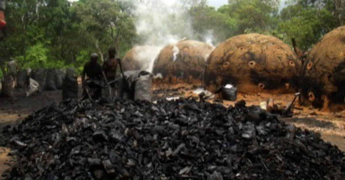 Segundo o MPPA, mesmo após a ciência dos órgãos responsáveis e a adoção de medidas administrativas, a prática ilegal continuou em funcionamento.