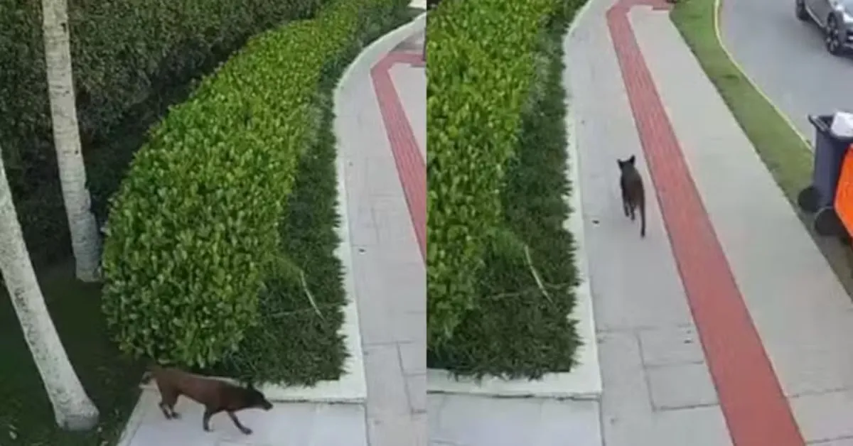 Imagem ilustrativa da notícia: Cão Orelha: defesa de adolescente usa novo vídeo para alegar falta de provas