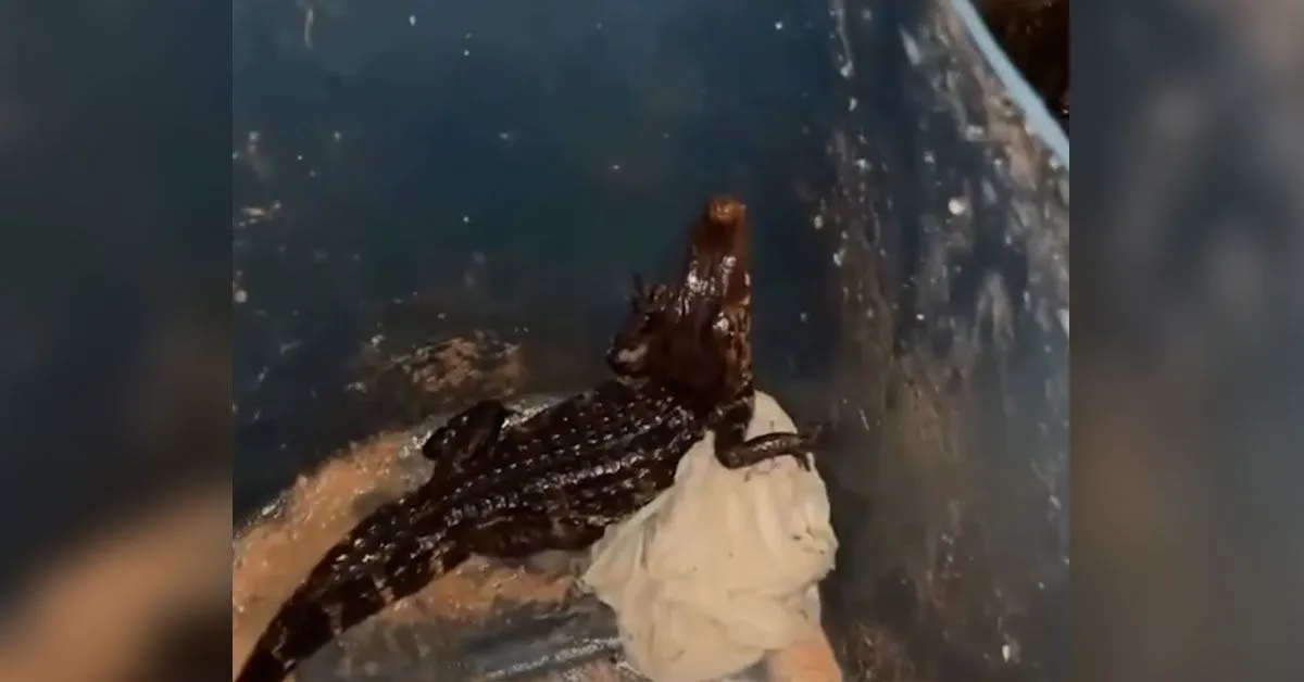 Homem acionou a polícias ambiental para realizar o resgate do animal.