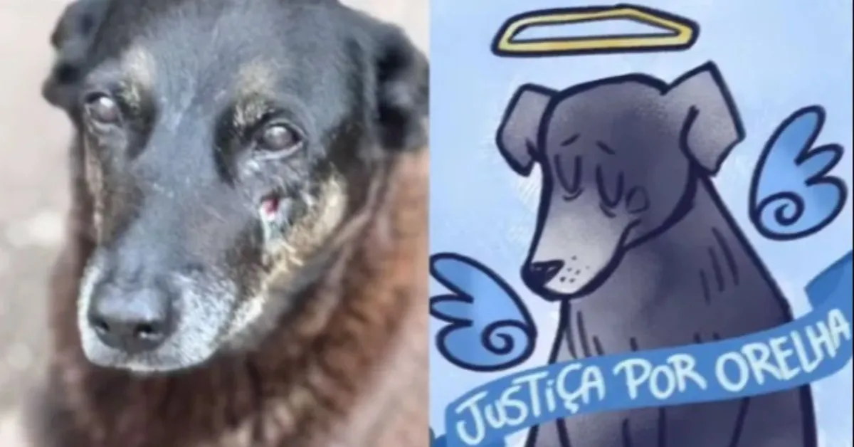 Da folia ao protesto em nome do cão Orelha