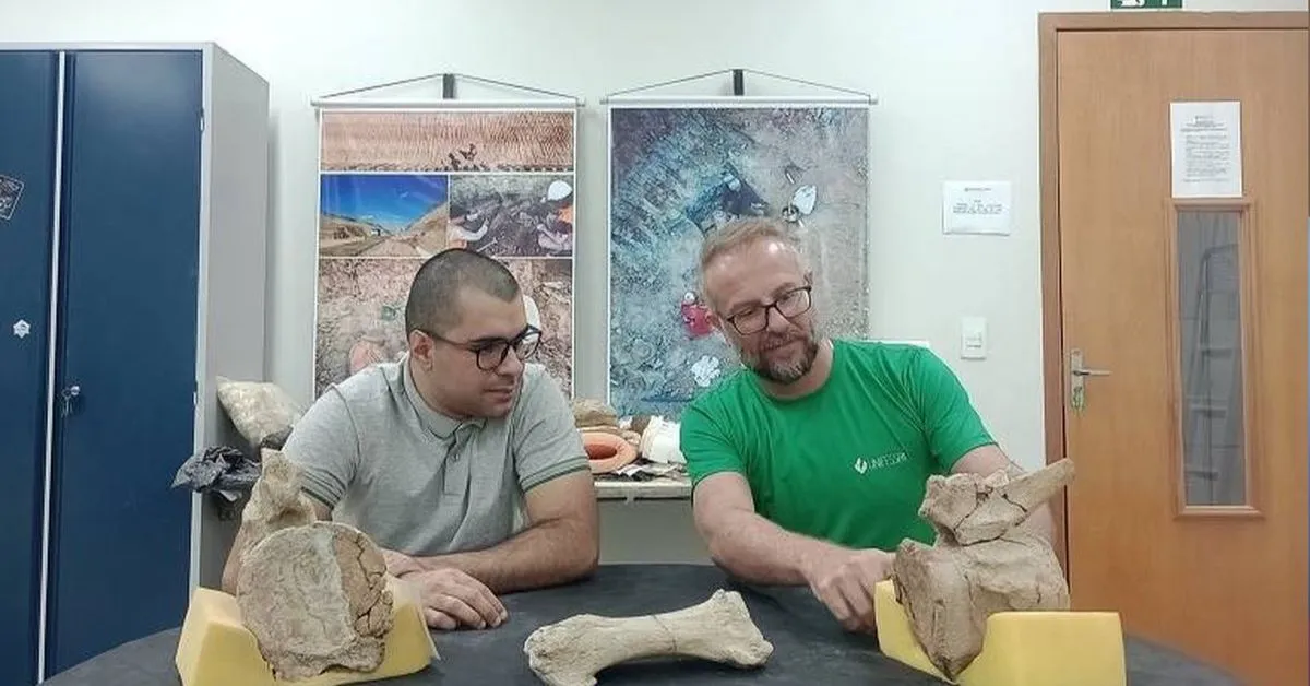 Foram encontrados ossos da perna, entre os quais um fêmur de aproximadamente 1,5 metro, do braço, da bacia, além de partes do pé e de costelas.