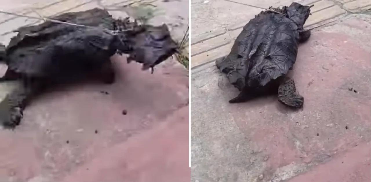 Segundo relatos de populares, o animal silvestre foi encontrado e acabou sendo amarrado por algumas pessoas.