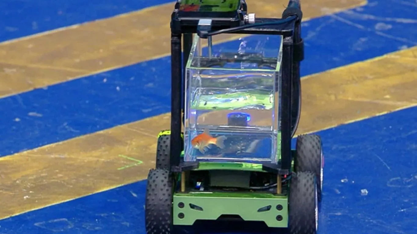 O peixe dourado Blub dentro de seu aquário móvel durante o desafio que garantiu o recorde mundial em Milão.